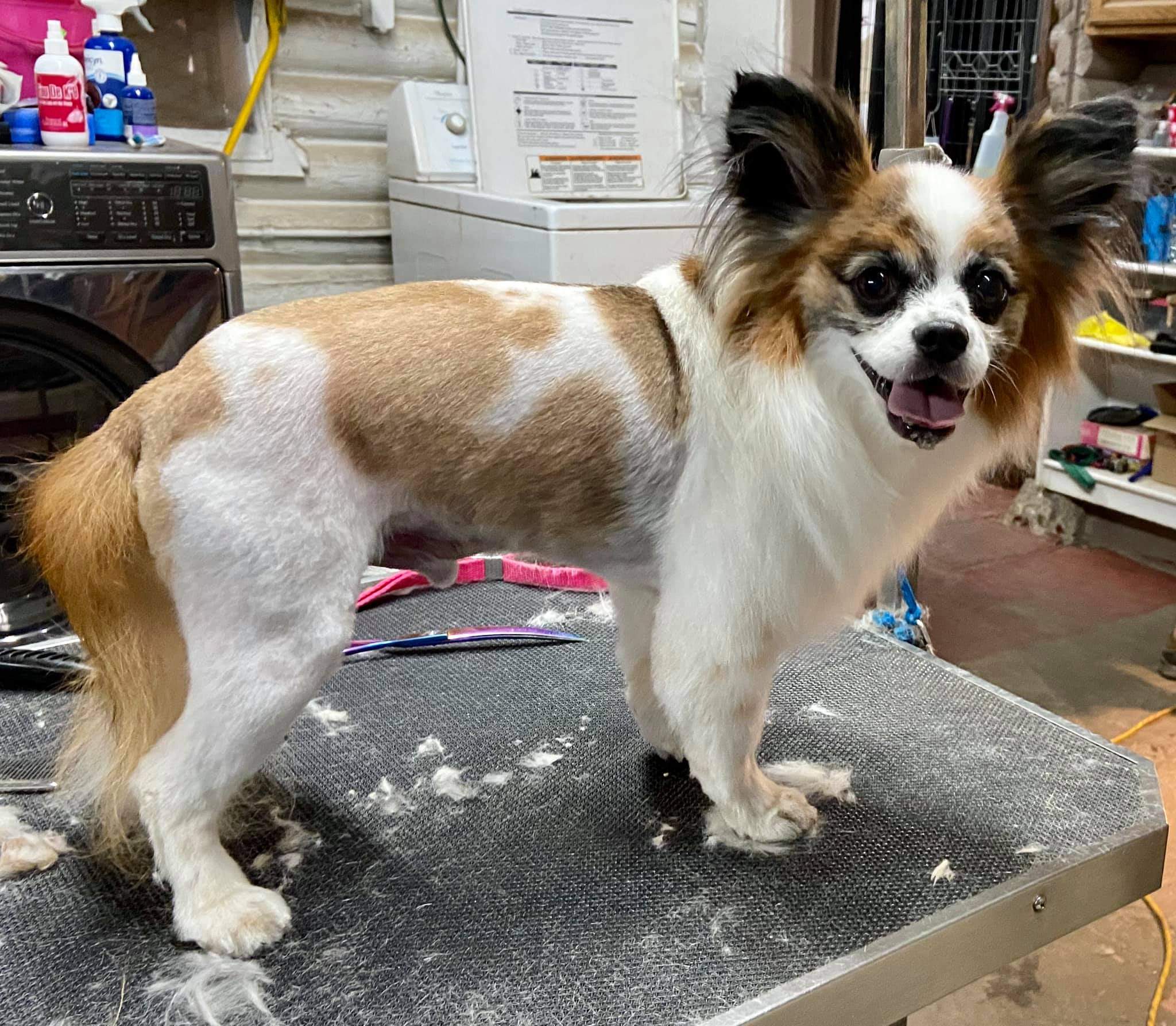 Papillon groomed by student at mastergroomersacademy.com