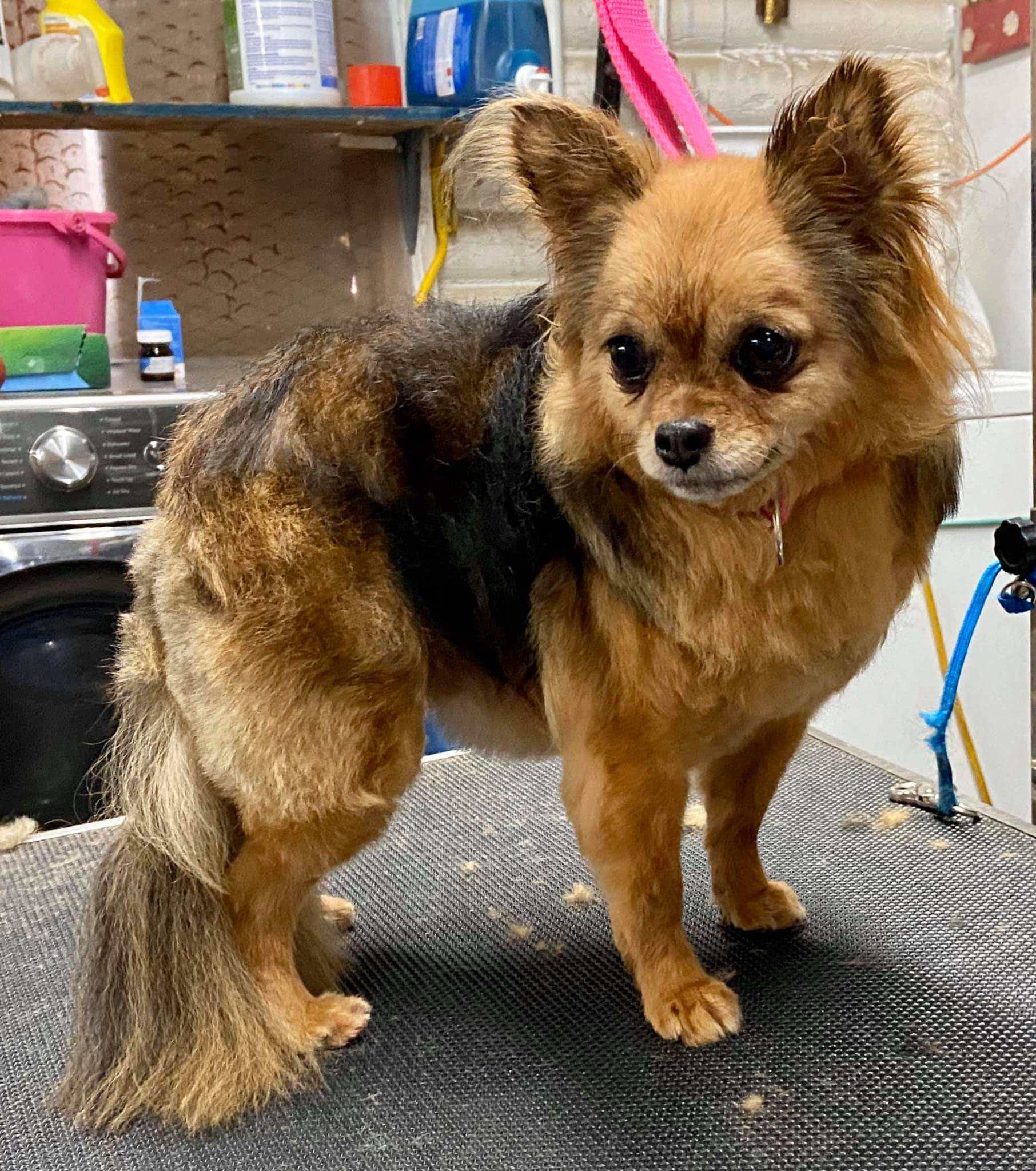 Pomeranian groomed by student at mastergroomersacademy.com