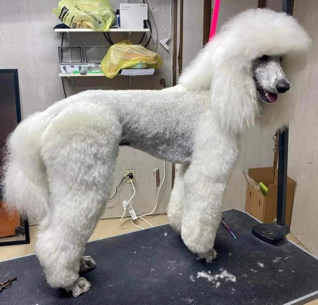Poodle groomed by student at mastergroomersacademy.com