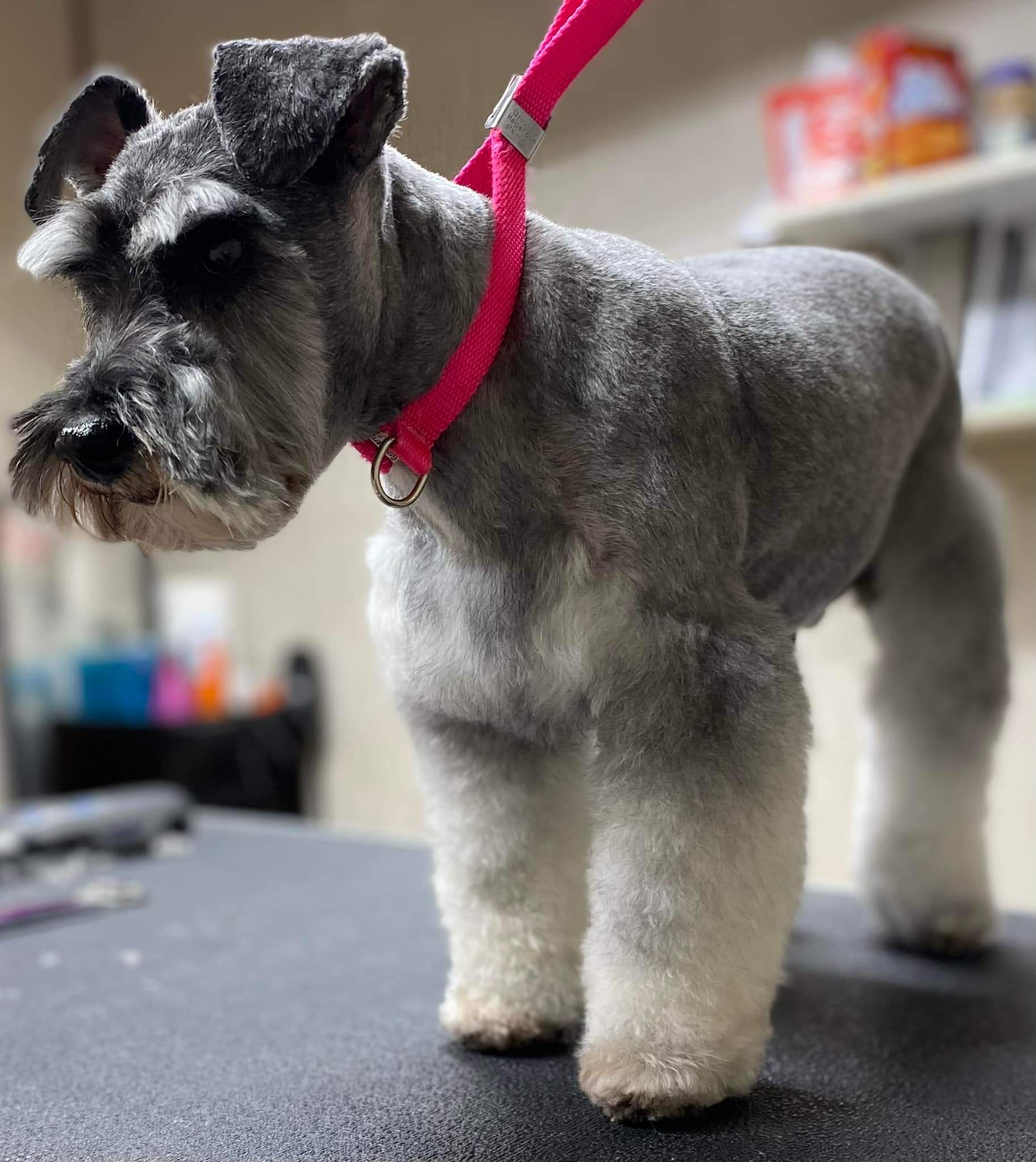 Schnauzer groomed by student at mastergroomersacademy.com