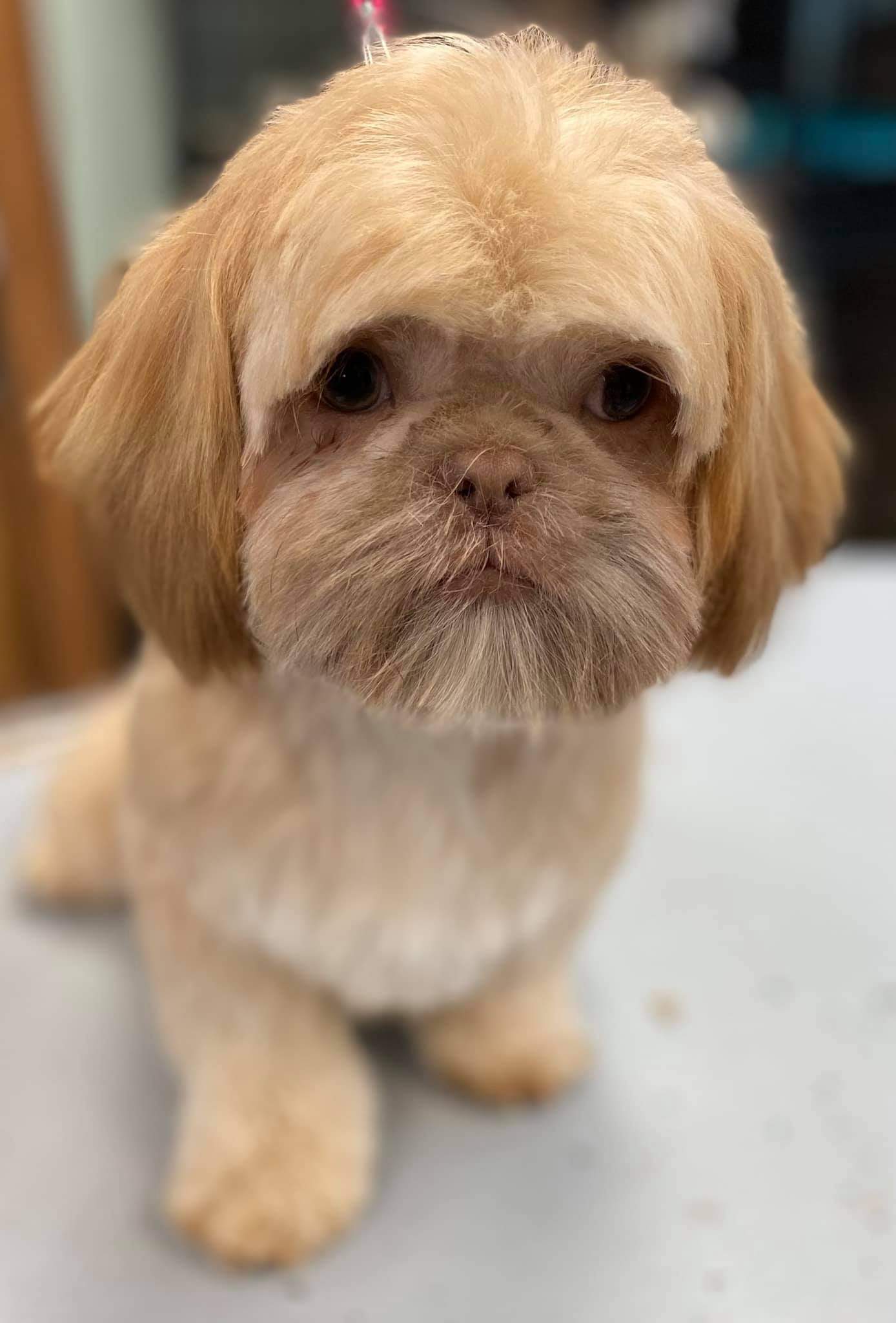 Shih Tzu groomed by student at mastergroomersacademy.com