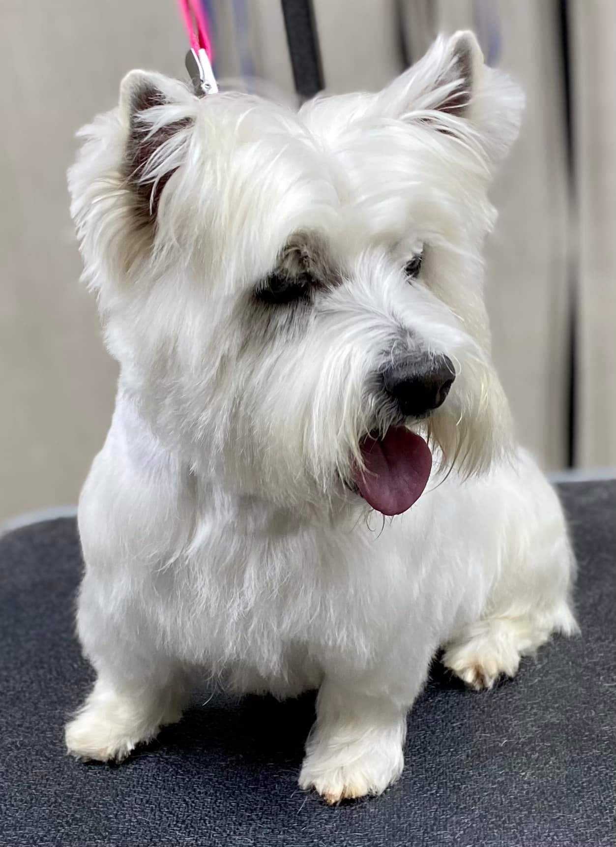 Yorkie groomed by student at mastergroomersacademy.com