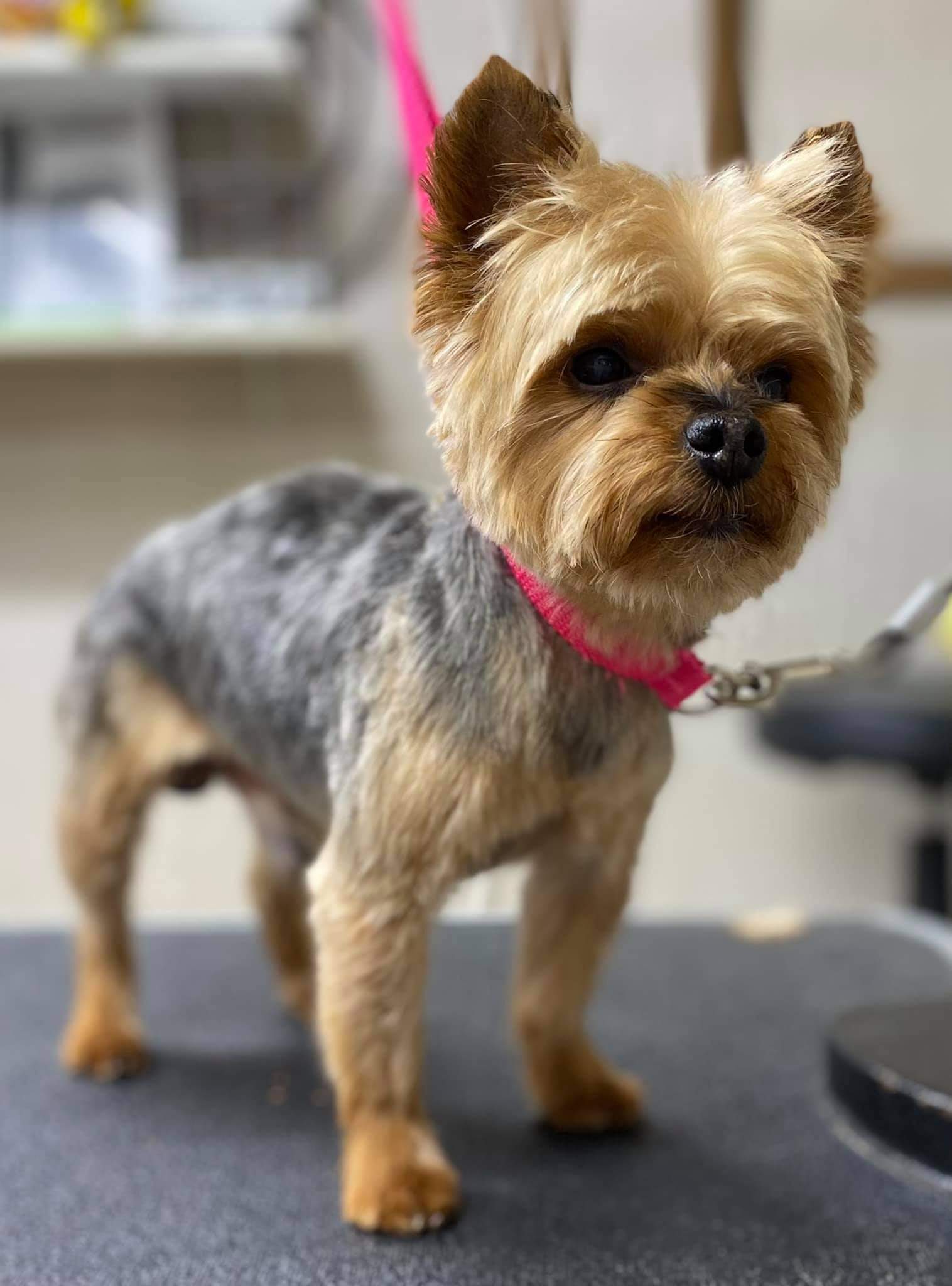 Yorkie groomed by student at mastergroomersacademy.com
